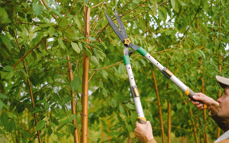 Tree trimming in Lorane, OR